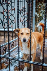 iron fence and dog